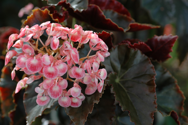 B. ‘Jet Rose’